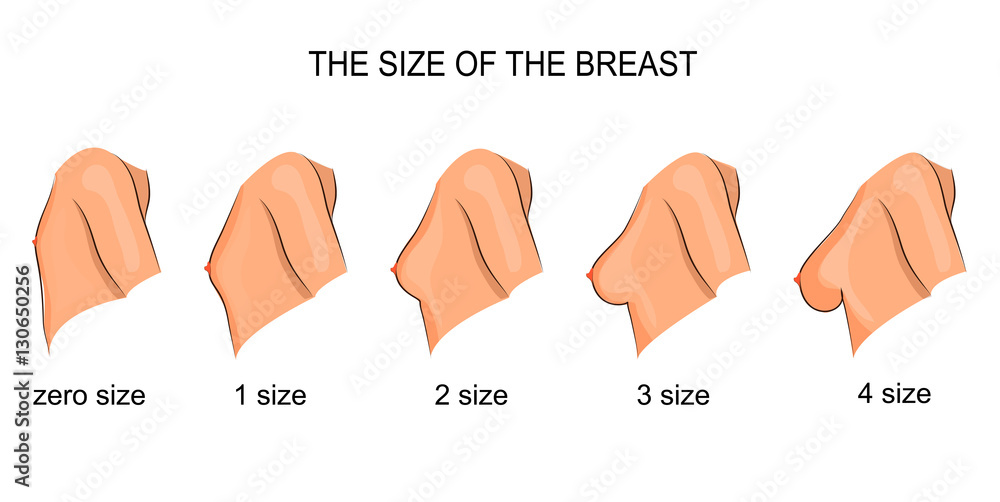 the size of the female bust. mammary gland Stock Vector
