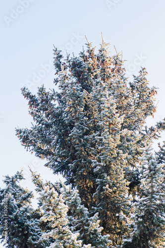 Christmas tree on winter fo...