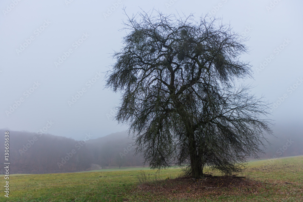 Obraz premium Bäume auf einer nebligen WInterwiese