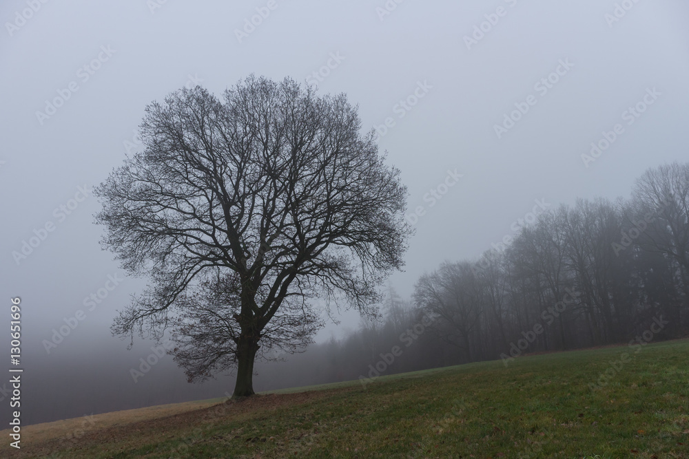 Bäume auf einer nebligen WInterwiese Bäume auf einer nebligen WInterwiese