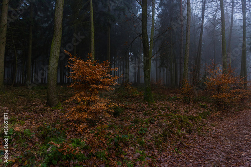 Winterwald im nEBEL