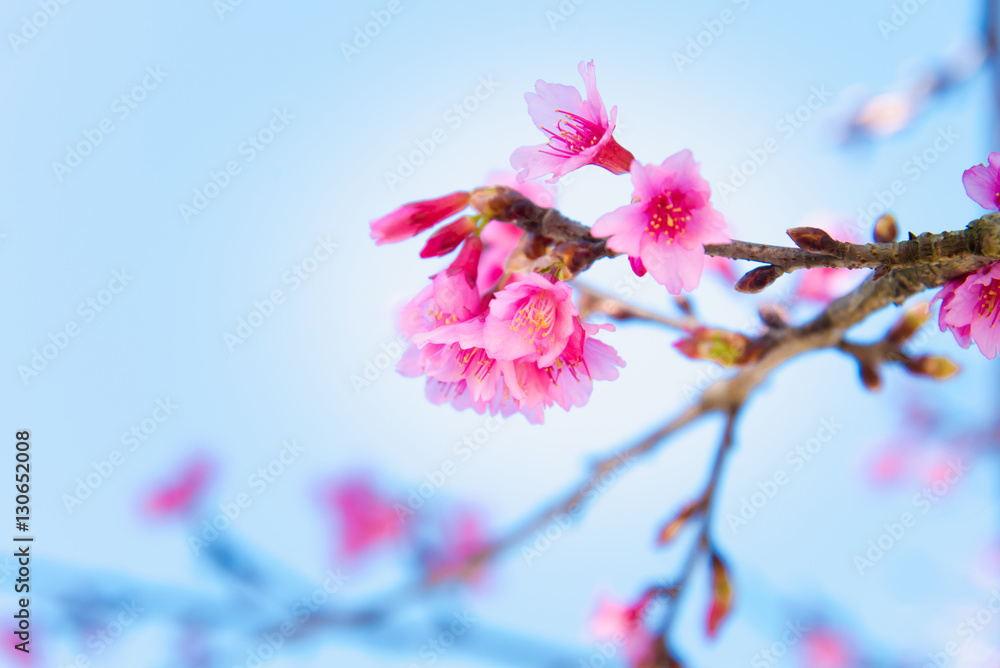 Soft focus Cherry Blossom or Sakura flower Soft focus Cherry Blossom or Sakura flower