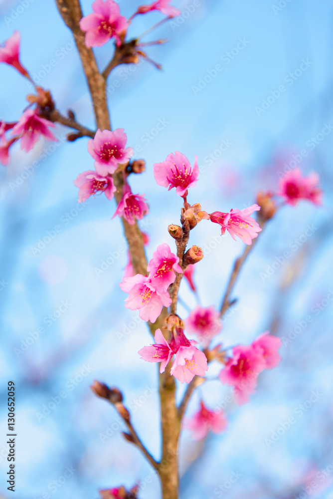 Soft focus Cherry Blossom or Sakura flower Soft focus Cherry Blossom or Sakura flower