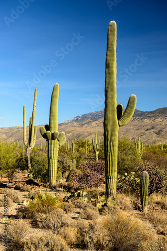 Saguaros