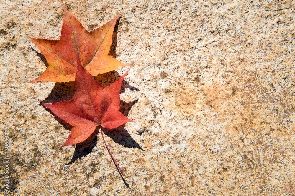 maple leaf with autumn colors. The leaf is placed on the corner maple leaf with autumn colors. The leaf is placed on the corner