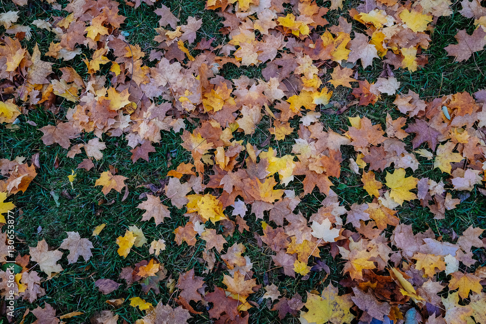 Herbstlaub Herbstlaub