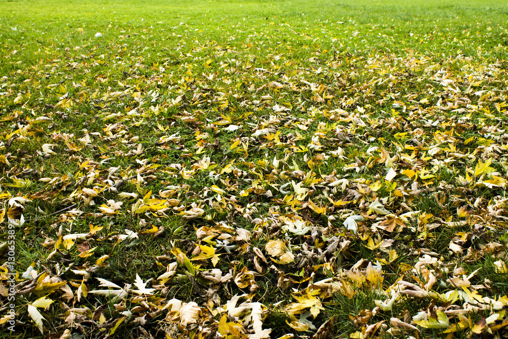 Obraz premium Dry leaves on the grass