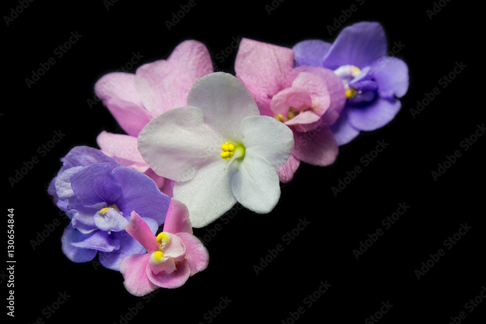 Obraz premium Saintpaulia(viola) flowers