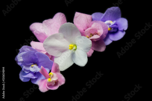 Fototapeta Naklejka Na Ścianę i Meble -  Saintpaulia(viola) flowers