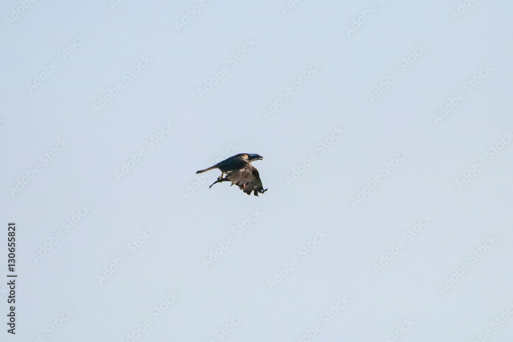 Osprey fishing in natural reserve named Osprey fishing in natural reserve named