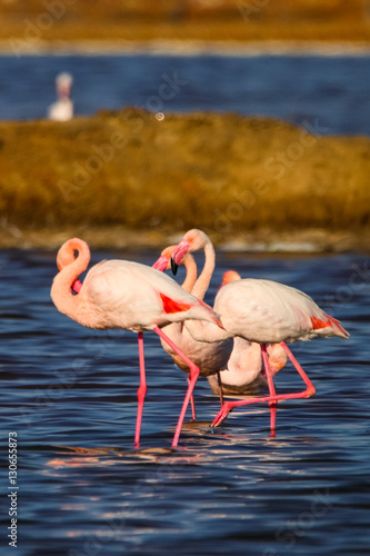 Valokuva Sweet landscape of flamingos in sunset in natural reserve named Marismas del Odiel in Huelva, Andalusia, Spain