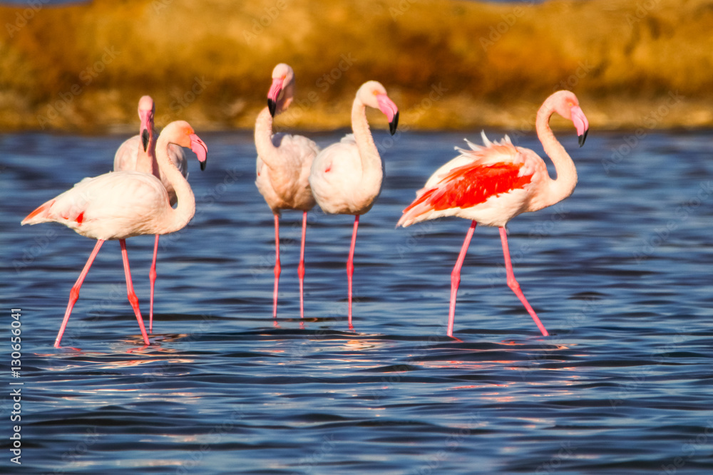 Sweet landscape of flamingos in sunset in natural reserve named 