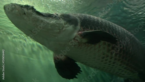Big grey pike arapaima swimming above the camera, low angle shot