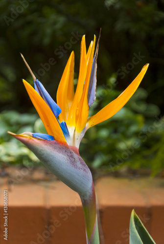 Bird of Paradise Flower or Strelitzia in Guatemala