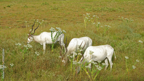 Fototapeta Naklejka Na Ścianę i Meble -  Addax Antelopes grazing in high high grasses and wildflowers