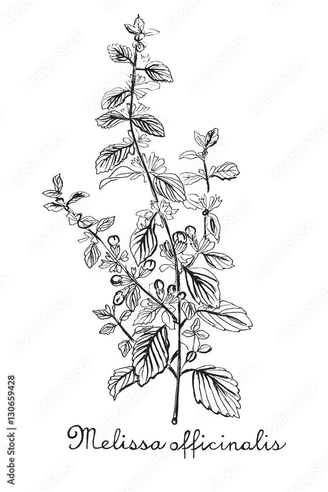 Hand drawn botanic on white background