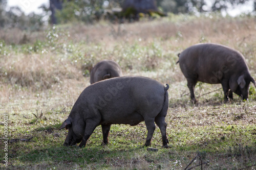Iberian pigs