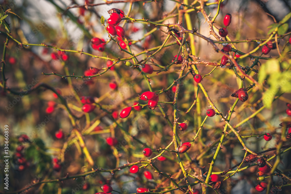 Red Rosa Rugosa plant with spikes Red Rosa Rugosa plant with spikes