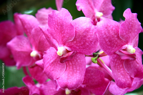Delicate orchids / Branches of bright purple orchids