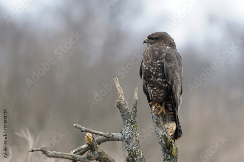 buzzard