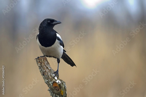 black-and-white bird Pica pica
