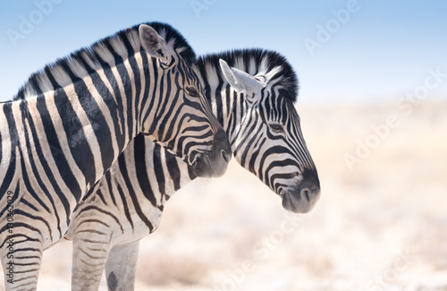 zwei Zebras im Profil  Etosha National Park  Namibia