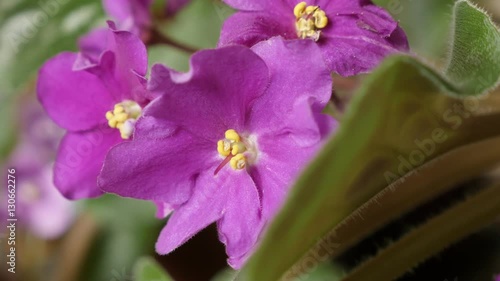 Close-up of Saintpaulia ionantha deep pink plant bud and leaves 4K 2160p 30fps UltraHD slow tilt footage - Beautiful Saintpaulias African tiny flower 3840X2160 UHD tilting video photo