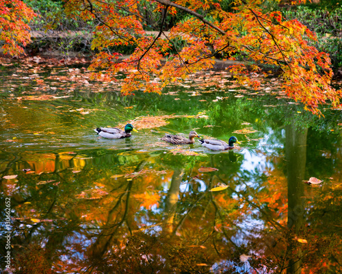 Canvas Print Wood Ducks on an Autumn-Colored Pond