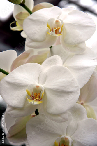 White Orchids / White original orchids