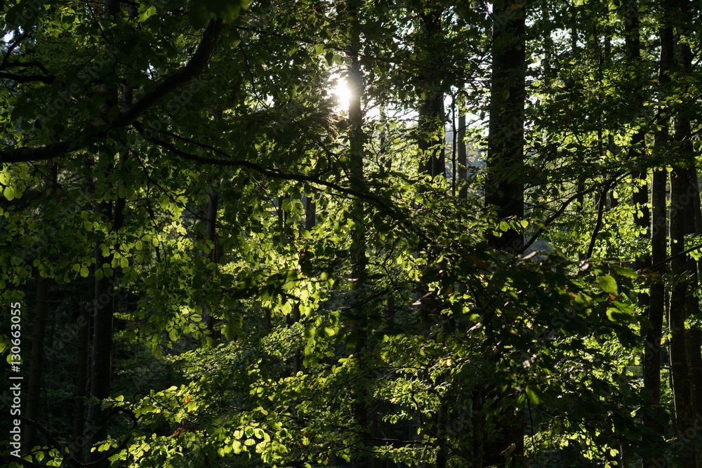 Sun behind trees. Slovakia Sun behind trees. Slovakia
