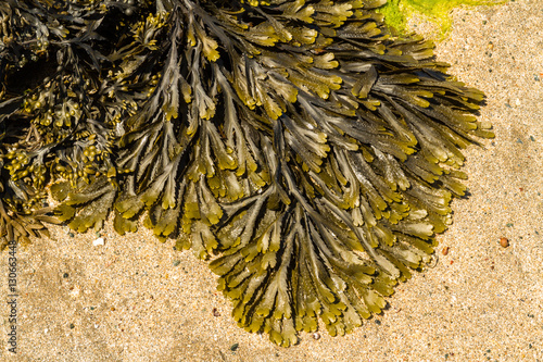 Closeup of seaweed Fucus serratus commonly toothed wrack.