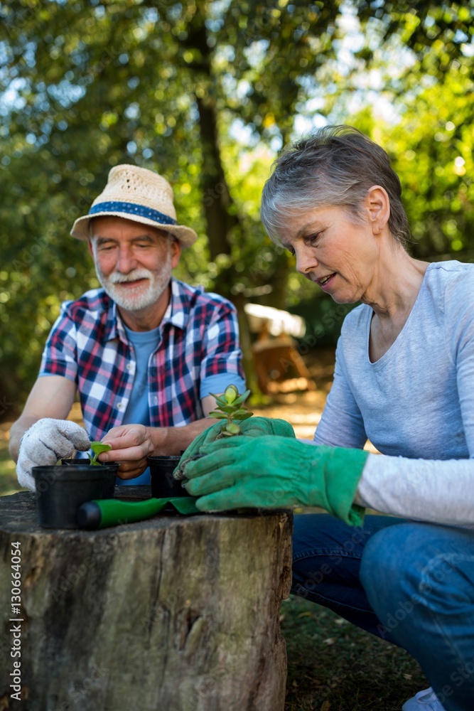 Senior couple gardening in the garden Senior couple gardening in the garden