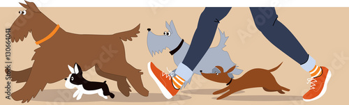 Horizontal banner with dogs and dog walker's legs, EPS 8 vector illustration