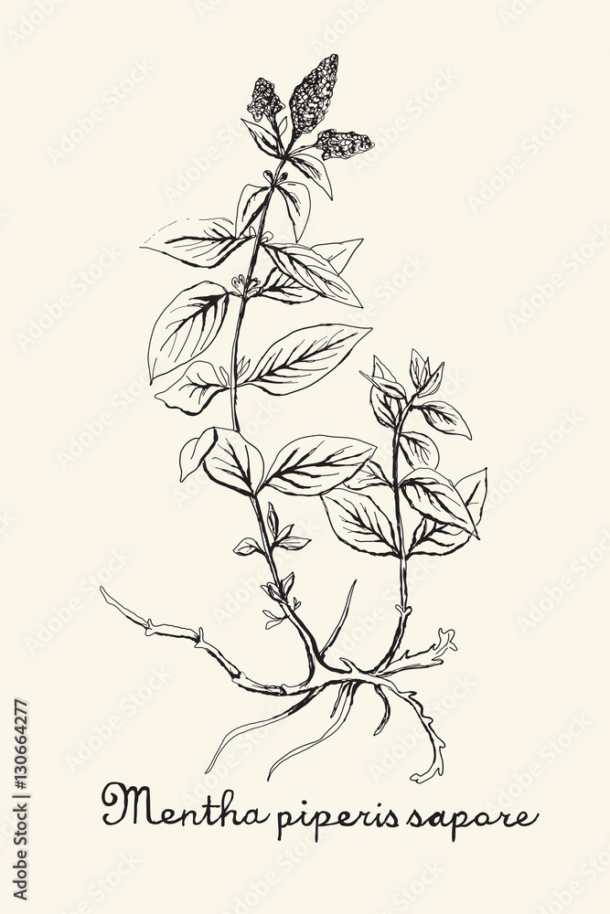 Hand drawn botanic on ecru background