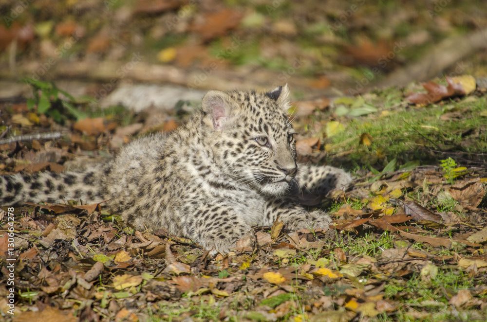Fototapeta premium young persian leopard