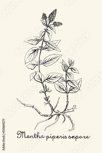 Hand drawn botanic on ecru background