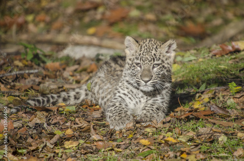 young persian leopard © gerckens.photo