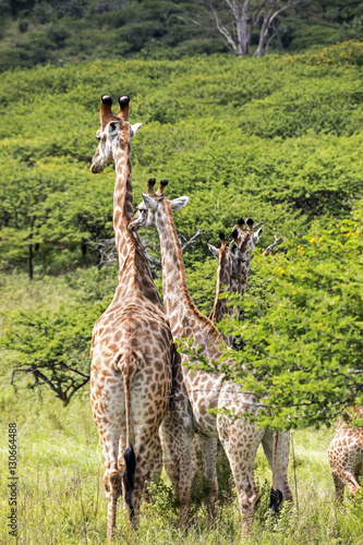  Wild Giraffe Ggainst Green Vegetation Background
