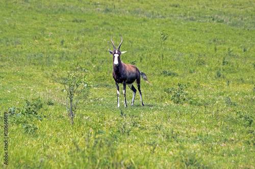 South African Bontebok on Green Grassland