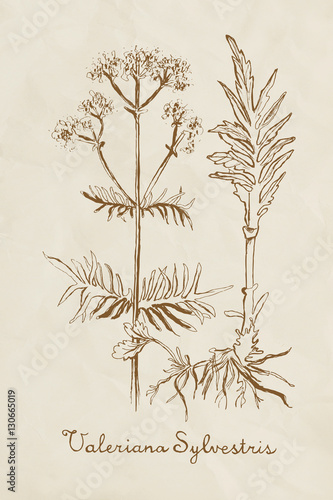 Hand drawn Valeriana - herb in vintage style