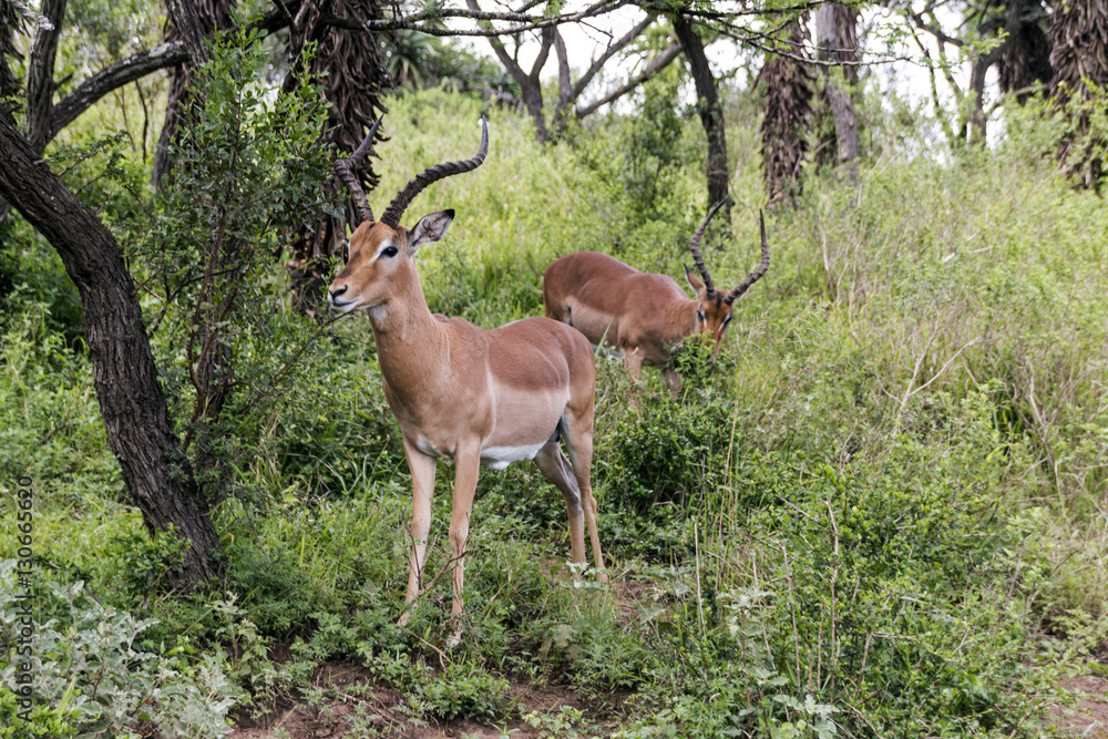 Impala Antelope Grazing in Wooded Grassland Impala Antelope Grazing in Wooded Grassland