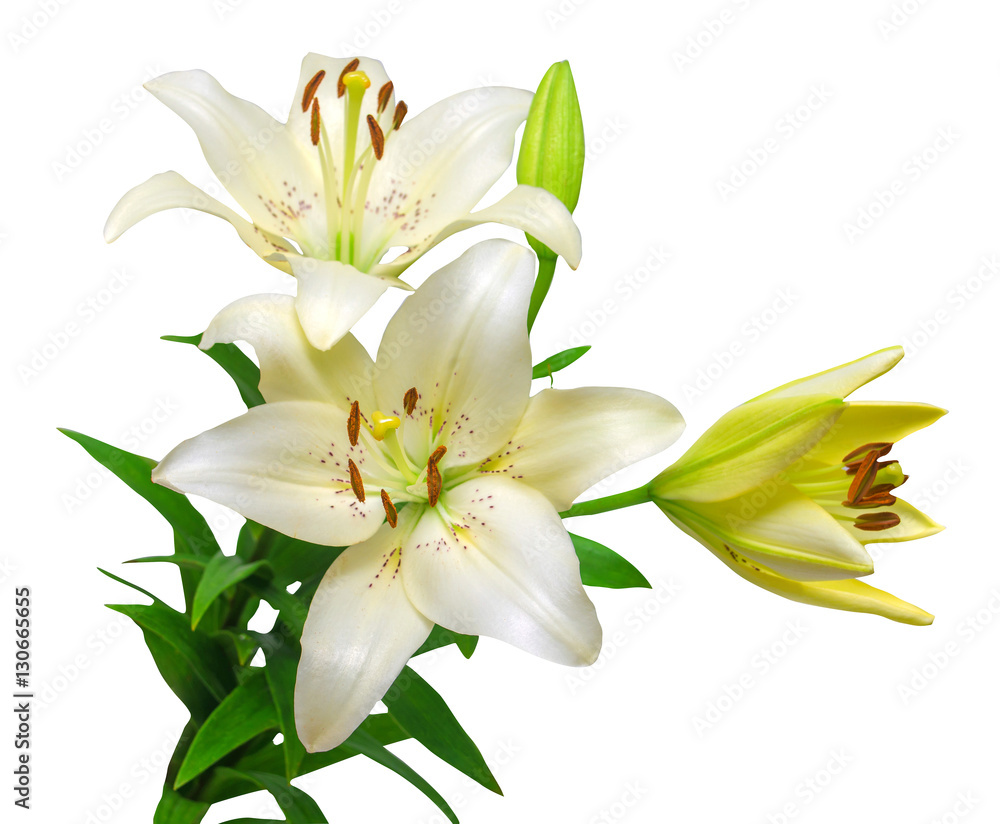 Obraz premium Bouquet of beautiful white lily flowers