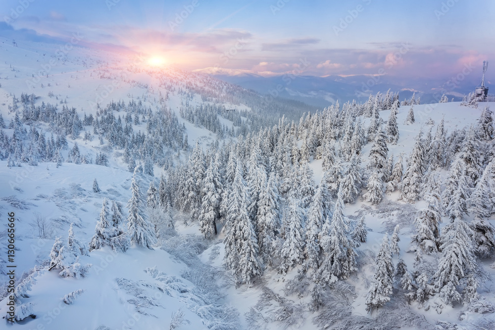 Spruce Tree Forest Covered by Snow in Winter Spruce Tree Forest Covered by Snow in Winter