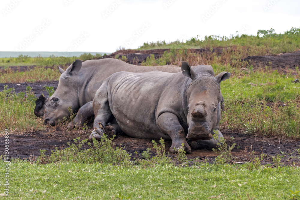 Fototapeta premium Two Resting De-Horned White Rhinos