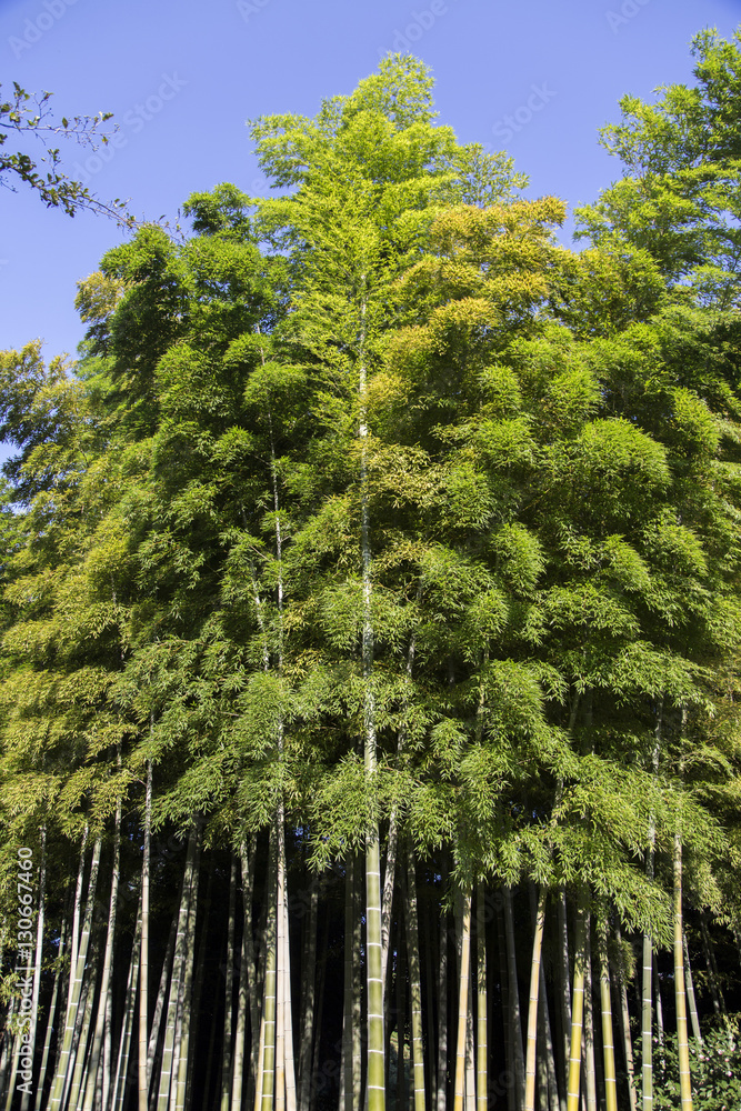 Fototapeta premium Bamboo forest