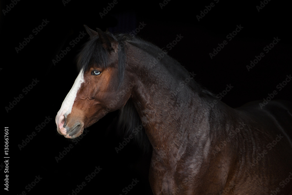 Naklejka Portret zatoki koń z niebieskim okiem odizolowywającym na czarnym tle