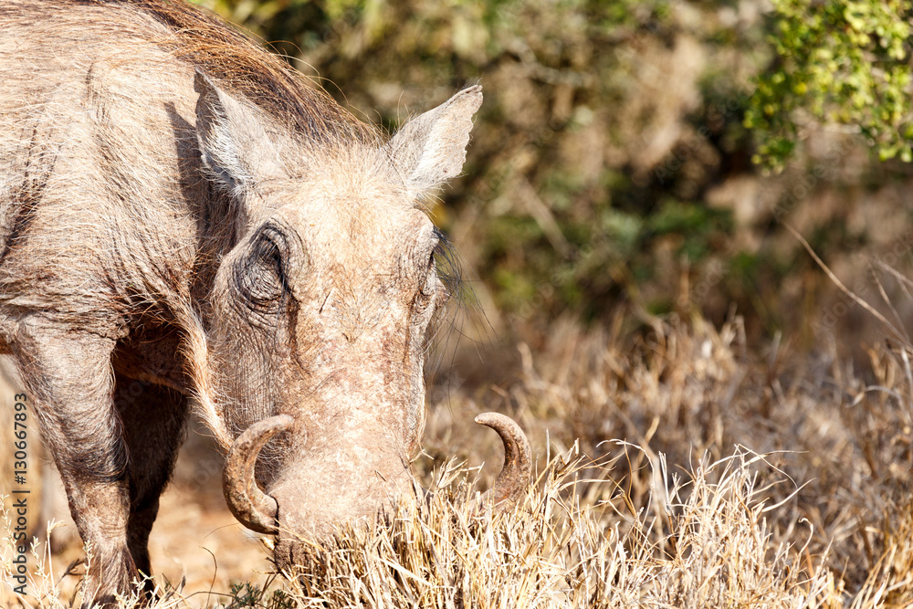 Warthog digging in the grass