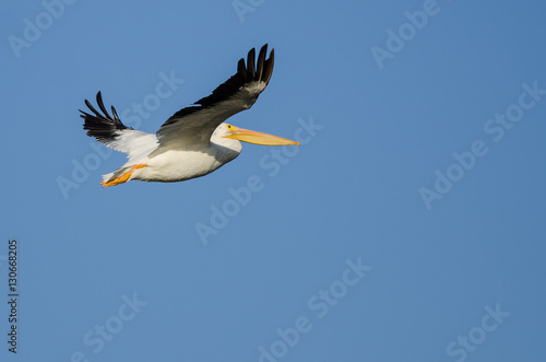 American White Pelican Flying in Blue Sky © rck