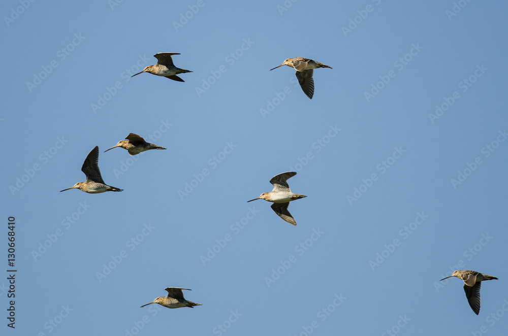 Flock of Wilson's Snipe Flying in a Blue Sky Flock of Wilson's Snipe Flying in a Blue Sky