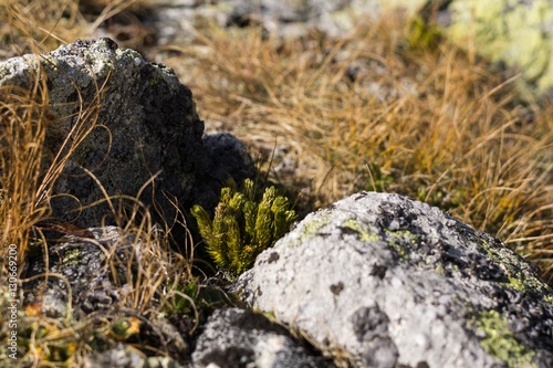 Plants growing on stones. Slovakia